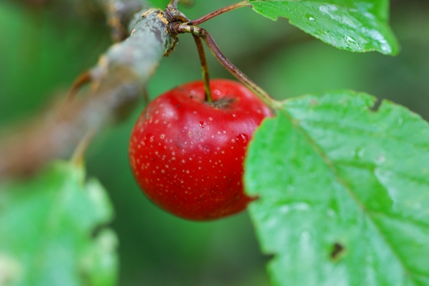 {Prunus hortulana}